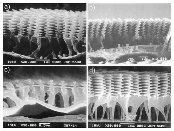 На фотографии изображены чешуйки крыльев бабочек под электронным микроскопом - фото 32
