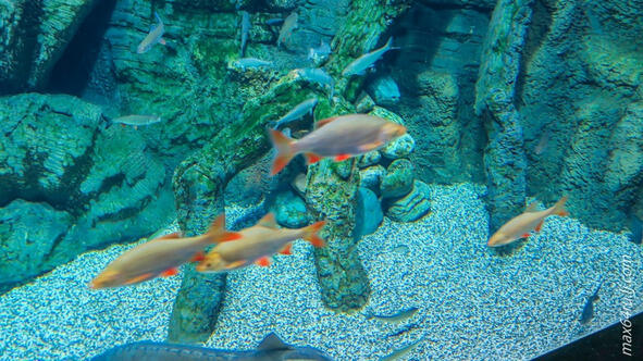Также большое внимание уделено аквариумным рыбкам Меченосцы и неоны - фото 6