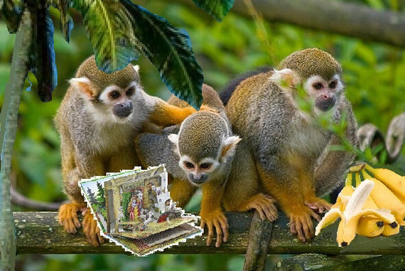 Фотошоп Краевской А кушают бананы И вкусную папайю Смешные обезьяны - фото 18