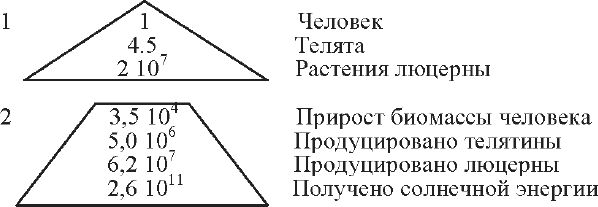 Рис 11 Экологические пирамиды В Одума 1 Пирамида чисел 2 Пирамида энергии - фото 17