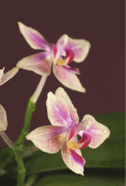Орхидеи принадлежат к тем растениям уход за которыми требует постоянного - фото 2