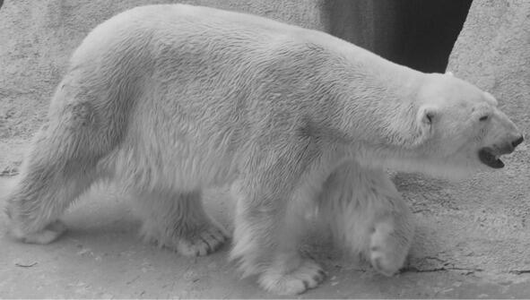 В зоопарке мы гуляли Там медведя увидали Удивил нас мишка всех У него - фото 1