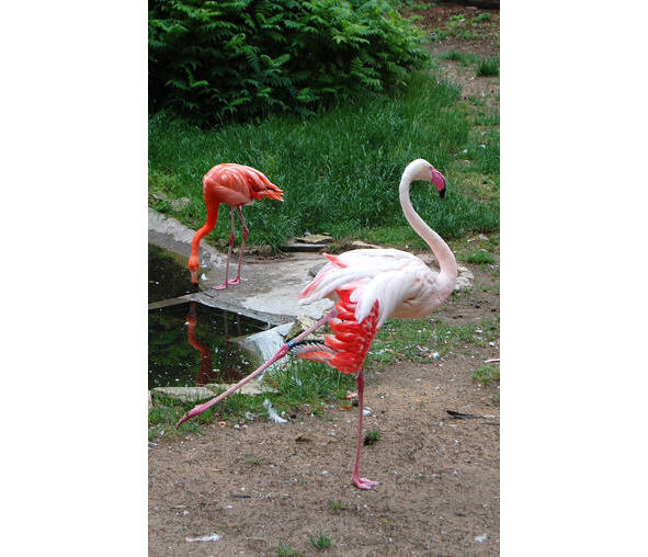 Вызывает восхищение У фламинго оперение Дайте птицы нам ответ Что за - фото 2