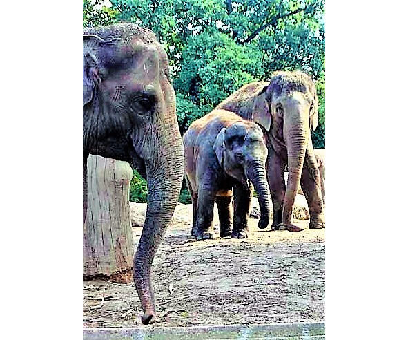 Папа слон слониха мама И слонёнок утром рано Посчитали по порядку И пошли - фото 4