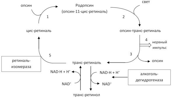 Схема зрительного цикла 1 цисретиналь в темноте соединяется с опсином - фото 6
