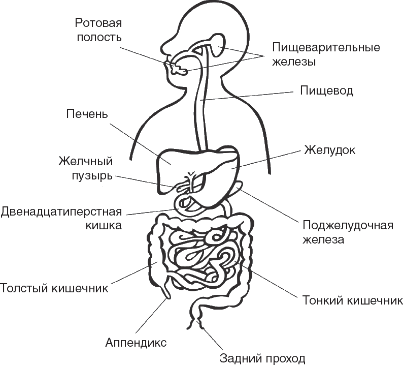 Рисунок 1 Строение пищеварительной системы Источник Patrick Holford Smak - фото 2