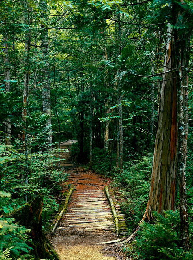 Лес Акасава стал первой официальной базой синринйоку Национальную - фото 20