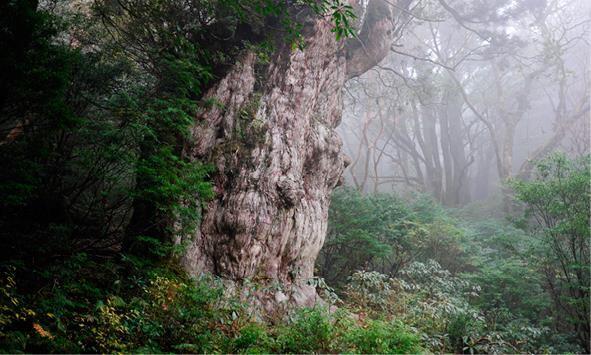 Замшелое дерево Дзёмонсуги самая большая криптомерия в Японии - фото 27