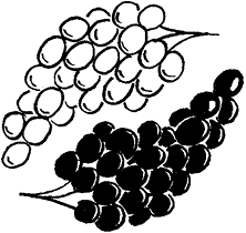 Изучение сортов винограда из которых сделаны вина мерцающие или искрящиеся в - фото 5