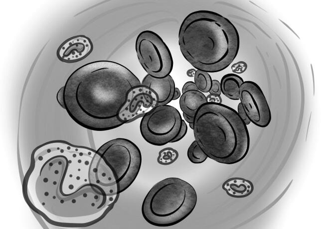 К основным клеточным компонентам иммунной системы относят все лейкоциты крови - фото 7