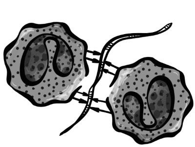 Эозинофилы фагоцитарная активность этих клеток значительно ниже чем у - фото 15