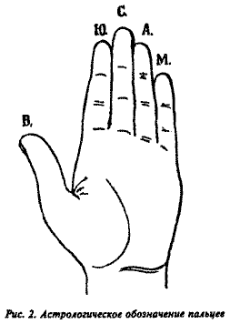 Длина отдельных пальцев в сравнении друг с другом и относительно величины руки - фото 2