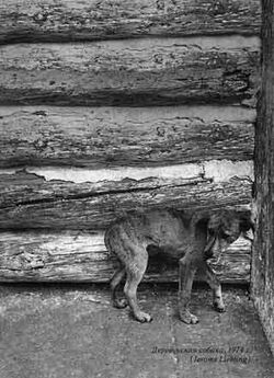 Жан Ролен - …А вослед ему мертвый пес: По всему свету за бродячими собаками